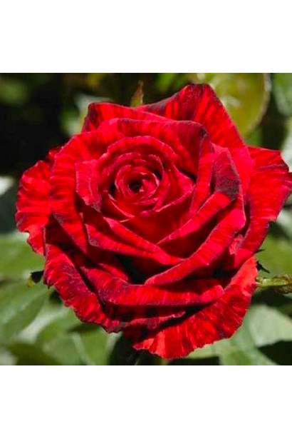 Яскрава квітка чайно-гібридної троянди Ред Інтуішн